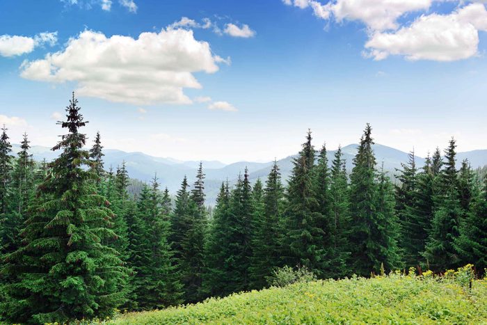 weird_things_didnt_know_could_be_allergic_to_lice_pine_trees_serg