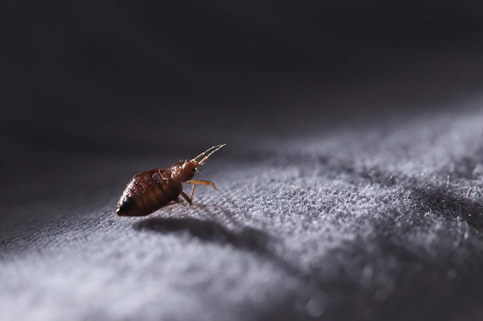 bed bugs