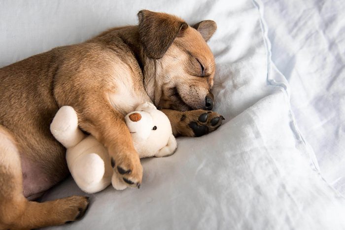 Puppy