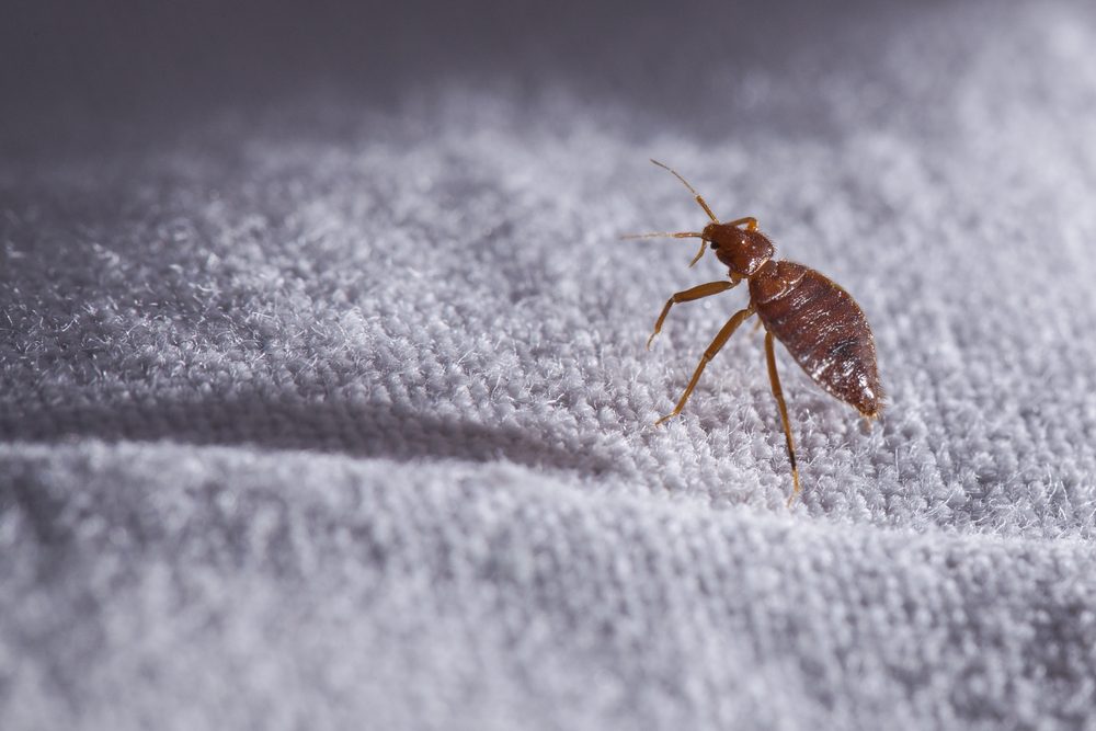Bed bug Cimex lectularius 